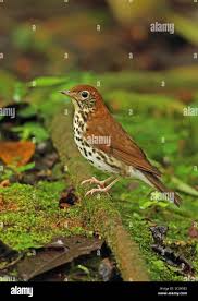 Image result for Hylocichla mustelina