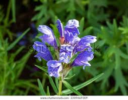 Attēlu rezultāti vaicājumam “Dracocephalum ruyschiana fruit”