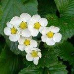 Attēlu rezultāti vaicājumam “Fragaria moschata flower”