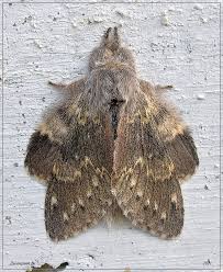 Attēlu rezultāti vaicājumam “Stauropus fagi”