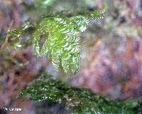 Attēlu rezultāti vaicājumam “Neckera pennata”