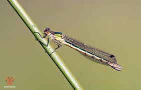 Attēlu rezultāti vaicājumam “Lestes dryas”