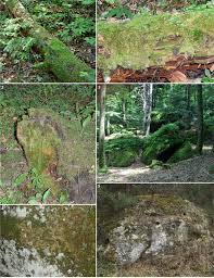 Attēlu rezultāti vaicājumam “Barbilophozia lycopodioides macro”