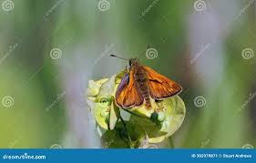 Attēlu rezultāti vaicājumam “Ochlodes sylvanus male”