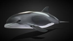 Image result for Lagenorhynchus albirostris