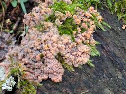 Attēlu rezultāti vaicājumam “Phlebia radiata”