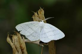 Attēlu rezultāti vaicājumam “Cabera pusaria”