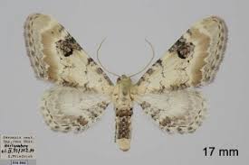 Attēlu rezultāti vaicājumam “Eupithecia centaureata”