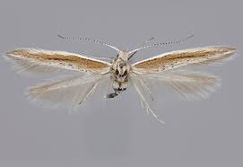 Attēlu rezultāti vaicājumam “Coleophoridae”