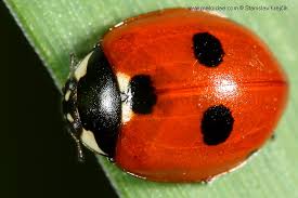 Attēlu rezultāti vaicājumam “Coccinella quinquepunctata”