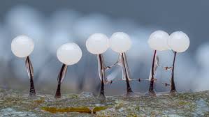 Attēlu rezultāti vaicājumam “Collaria arcyrionema”