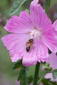 Image result for Malva alcea