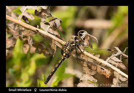 Attēlu rezultāti vaicājumam “Leucorrhinia dubia male”