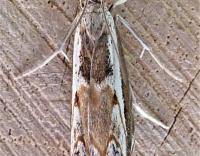 Attēlu rezultāti vaicājumam “Platytes alpinella”