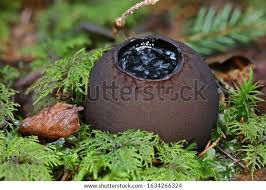 Attēlu rezultāti vaicājumam “Sarcosoma globosum”