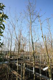 Attēlu rezultāti vaicājumam “Tilia amurensis”