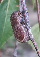 Attēlu rezultāti vaicājumam “Cimbex femoratus imago”