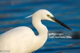 Image result for Egretta garzetta