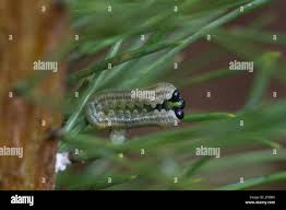 Attēlu rezultāti vaicājumam “Neodiprion sertifer larva”