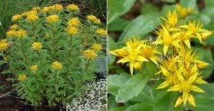 Attēlu rezultāti vaicājumam “Sedum aizoon”