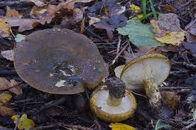 Attēlu rezultāti vaicājumam “Lactarius necator”