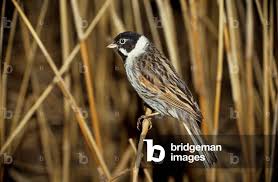 Attēlu rezultāti vaicājumam “Emberiza schoeniclus male”