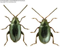 Attēlu rezultāti vaicājumam “Phyllotreta sp.”