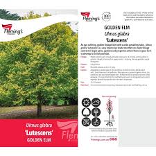 Attēlu rezultāti vaicājumam “Ulmus glabra fruit”