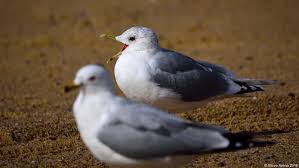 Attēlu rezultāti vaicājumam “Larus canus”