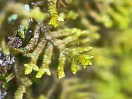 Attēlu rezultāti vaicājumam “Porella platyphylla”