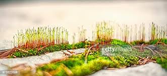 Attēlu rezultāti vaicājumam “Tortula muralis”