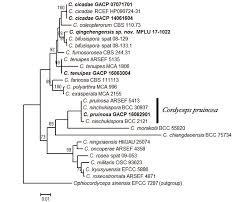 Attēlu rezultāti vaicājumam “Cordyceps polyarthra”