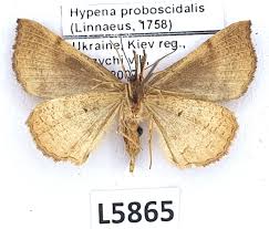 Attēlu rezultāti vaicājumam “Hypena proboscidalis”