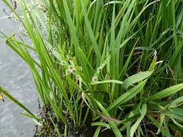 Attēlu rezultāti vaicājumam “Sparganium neglectum”