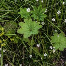 Attēlu rezultāti vaicājumam “Alchemilla subcrenata  flower”