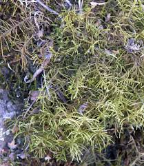 Attēlu rezultāti vaicājumam “Abietinella abietina”