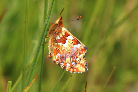 Attēlu rezultāti vaicājumam “Boloria aquilonaris underside”