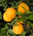 Citrus Pages / Pomelos