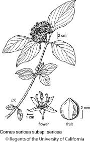 Attēlu rezultāti vaicājumam “Cornus sericea fruit”
