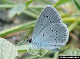 Attēlu rezultāti vaicājumam “Cupido minimus underside”
