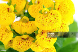 Image result for Calceolaria