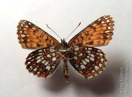 Attēlu rezultāti vaicājumam “Melitaea diamina upperside”