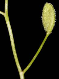 Attēlu rezultāti vaicājumam “Draba nemorosa fruit”