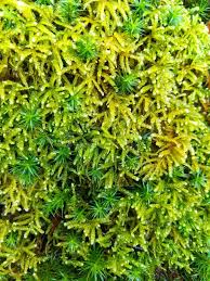 Attēlu rezultāti vaicājumam “Pleurozium schreberi”