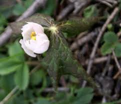 Attēlu rezultāti vaicājumam “Podophyllum hexandrum flower”