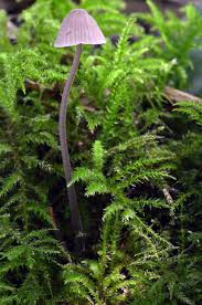 Attēlu rezultāti vaicājumam “Myriosclerotinia scirpicola”