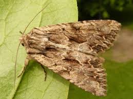 Attēlu rezultāti vaicājumam “Apamea monoglypha”