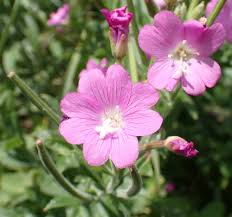 Image result for Epilobium hirsutum
