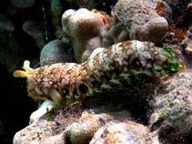 Attēlu rezultāti vaicājumam “Platyptilia gonodactyla imago”