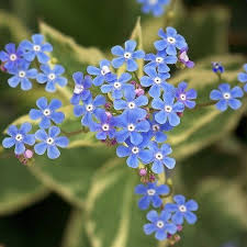 Attēlu rezultāti vaicājumam “Brunnera macrophylla flower”